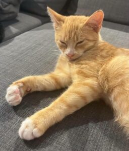 Bonnie chaton à l'adoption avec les amis d'ivar