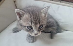 Brimo chat à l'adoption avec les amis d'ivar