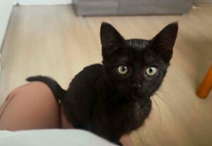 Calypso chatonne à l'adoption avec les amis d'ivar sur Lille