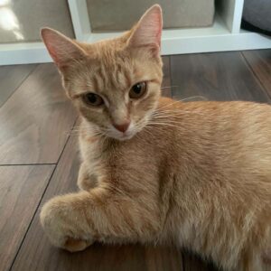 Melba chat à l'adoption avec les amis d'ivar