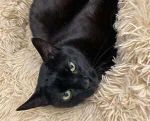 Moustique chat à l'adoption avec les amis d'ivar