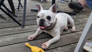 Narko chien à l'adoption avec les amis d'ivar sur La Madeleine