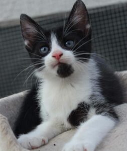 Reagon chaton à l'adoption avec les amis d'ivar