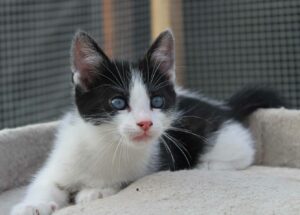 Tirion chaton à l'adoption avec les amis d'ivar