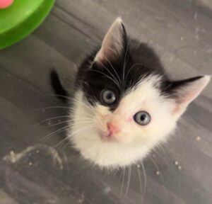 Bunny chaton à l'adoption avec les amis d'ivar