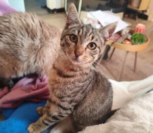 AÏko chat à l'adoption avec l'association les Amis d'Ivar
