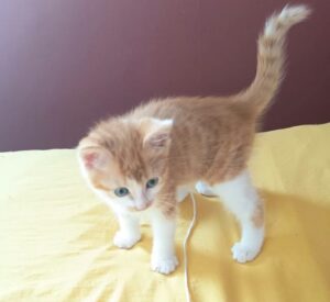 Bernabé chaton à l'adoption avec les amis d'ivar