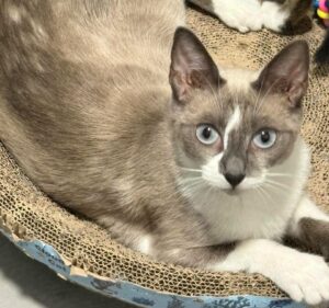 Bianca chat à l'adoption avec es amis d'ivar