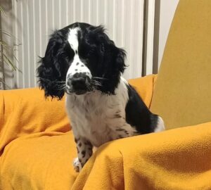 Billie chiot à ladoption avec les amis d'ivar