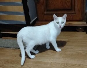 Blanco chat blanc à l'adoption avec les Amis d'ivar