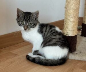 Bree est à l'adoption avec les amis d'ivar