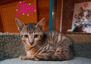 Gribouille chaton à l'adoption avec les amis d'ivar
