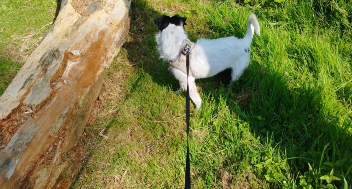 Plumpong_Les_amis_D_Ivar_association_Chien_adoption