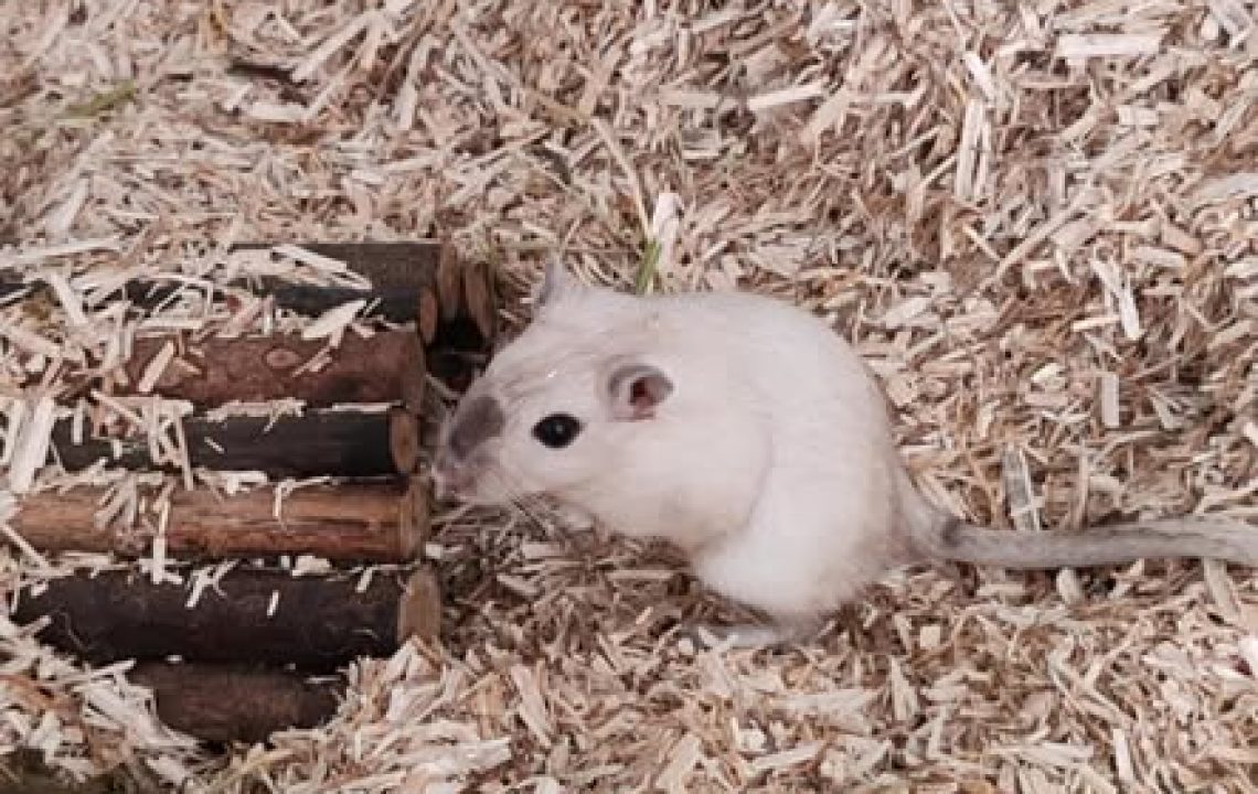 noisette et praline, deux gerbilles, dans leur terrarium , disponible via l'association les amis d'Ivar, dans la catégorie NAC