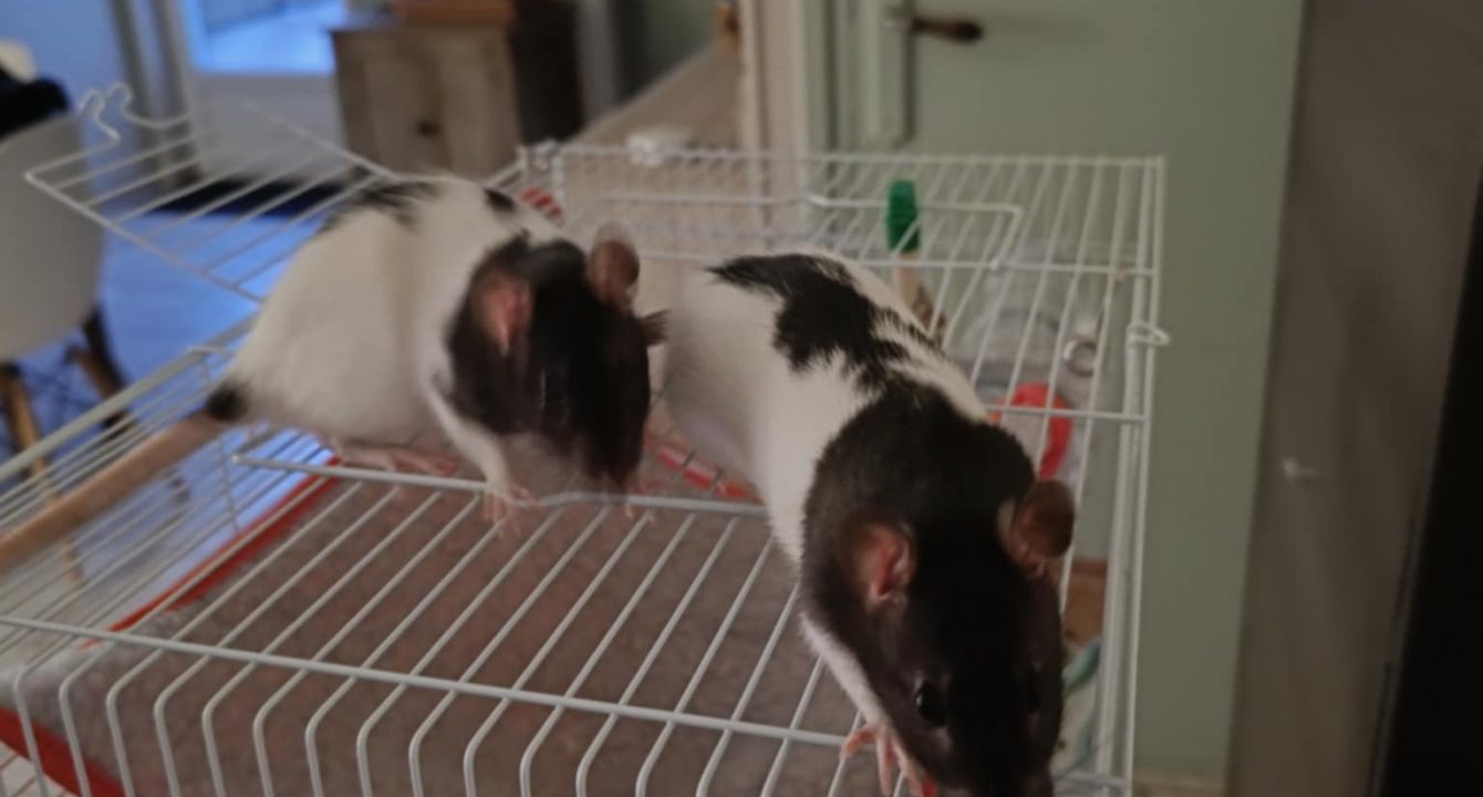 Aby et Azra_rats_NAC_femelle_adoption_les_amis_d_ivar