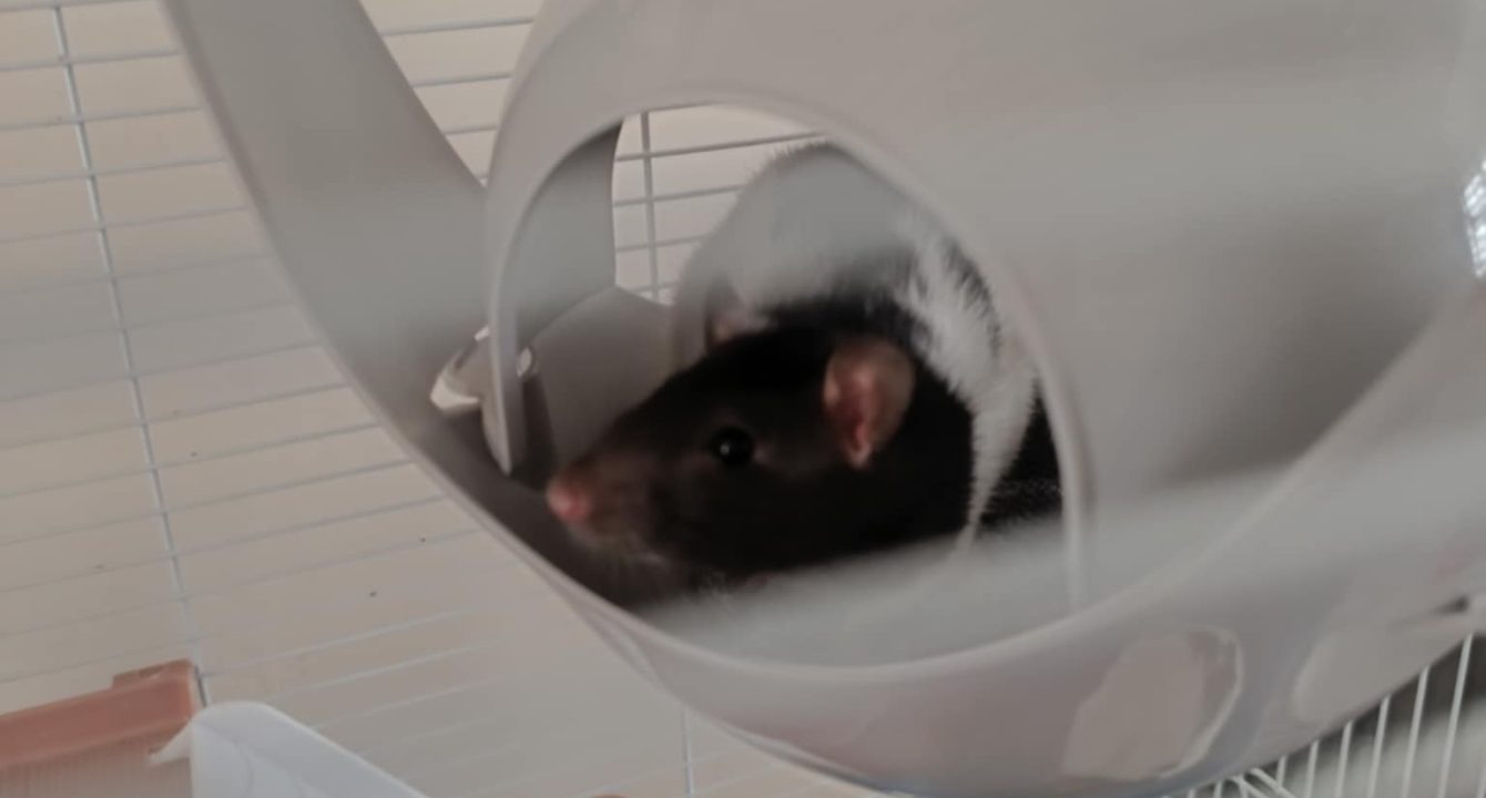 Aby et Azra_rats_NAC_femelle_adoption_les_amis_d_ivar