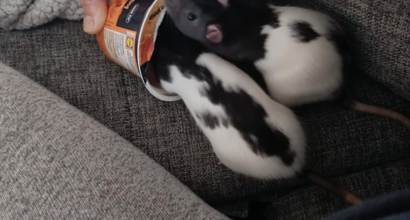 Aby et Azra_rats_NAC_femelle_adoption_les_amis_d_ivar