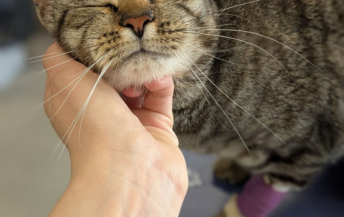 Nevada, chat tigré convalescent, se fait caresser sous le menton chez le vétérinaire, patte bandée.