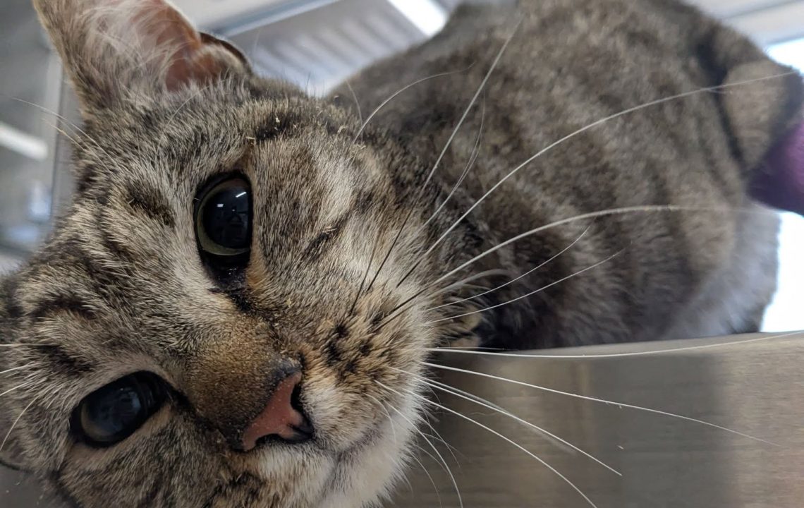 Nevada, chat tigré convalescent, allongé sur une table vétérinaire, tête penchée avec douceur.