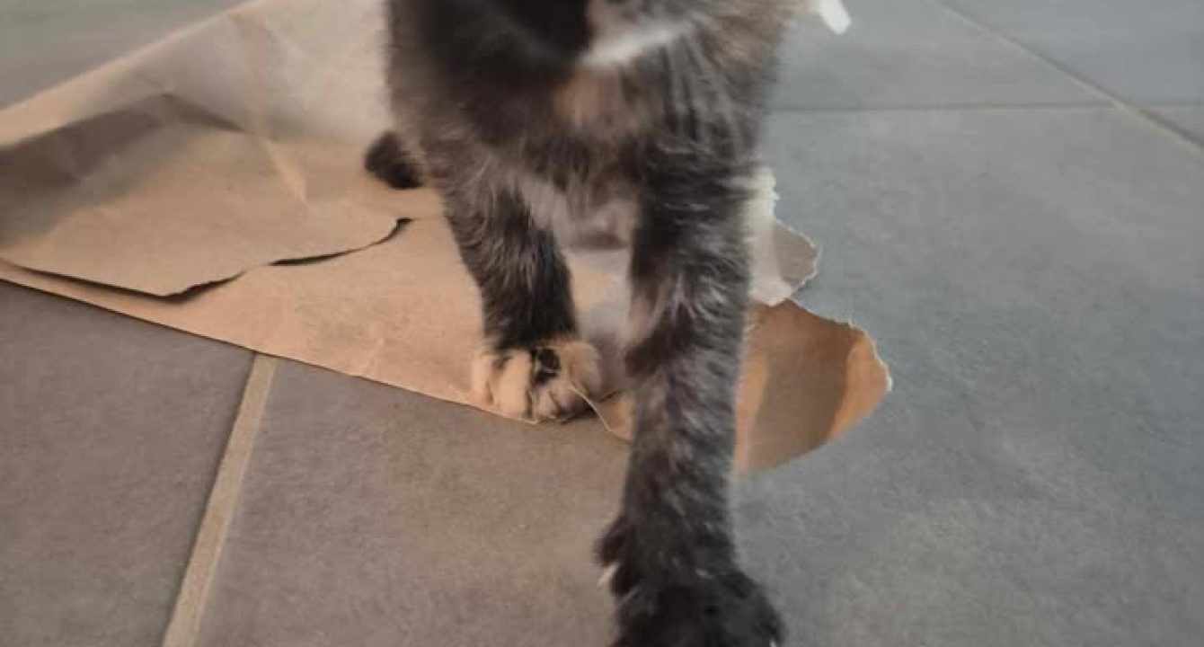 Aby_chat_femelle_adoption_les_amis_d_ivar