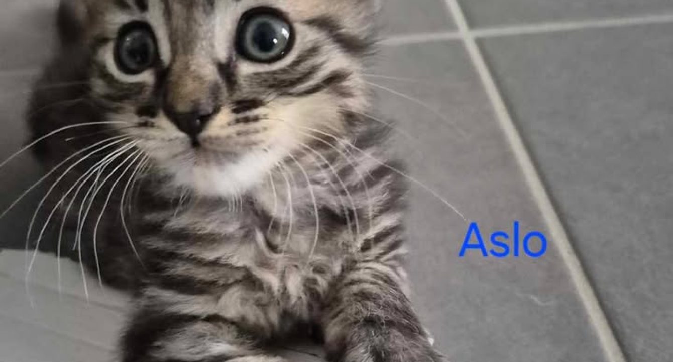 Aslo_chat_mâle_adoption_les_amis_d_ivar(1)
