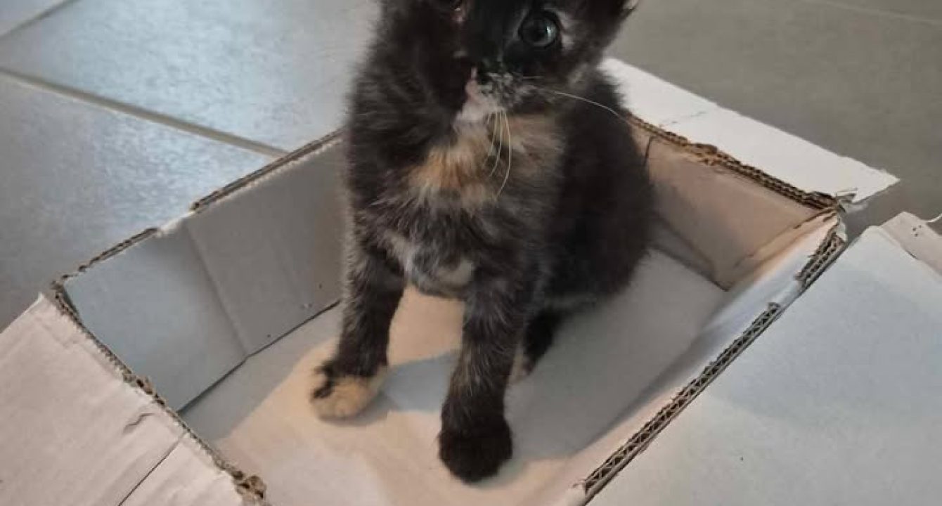 Aby_chat_femelle_adoption_les_amis_d_ivar