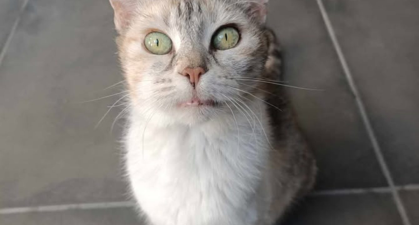 Clochette_chat_femelle_adoption_les_amis_d_ivar