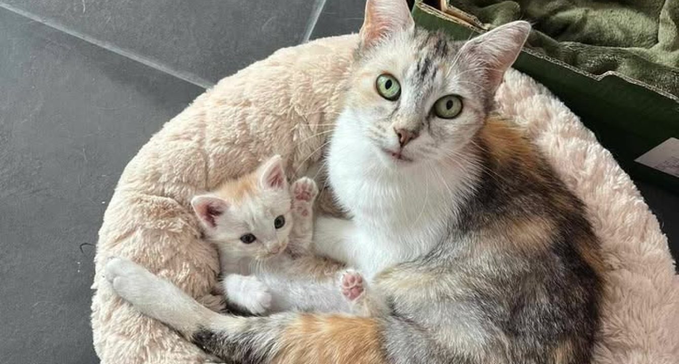 Clochette_chat_femelle_adoption_les_amis_d_ivar
