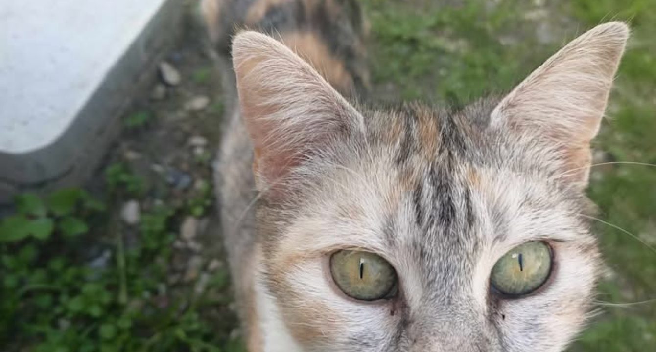 Clochette_chat_femelle_adoption_les_amis_d_ivar