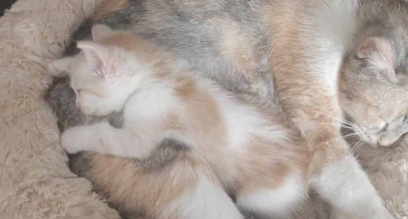 Clochette_chat_femelle_adoption_les_amis_d_ivar