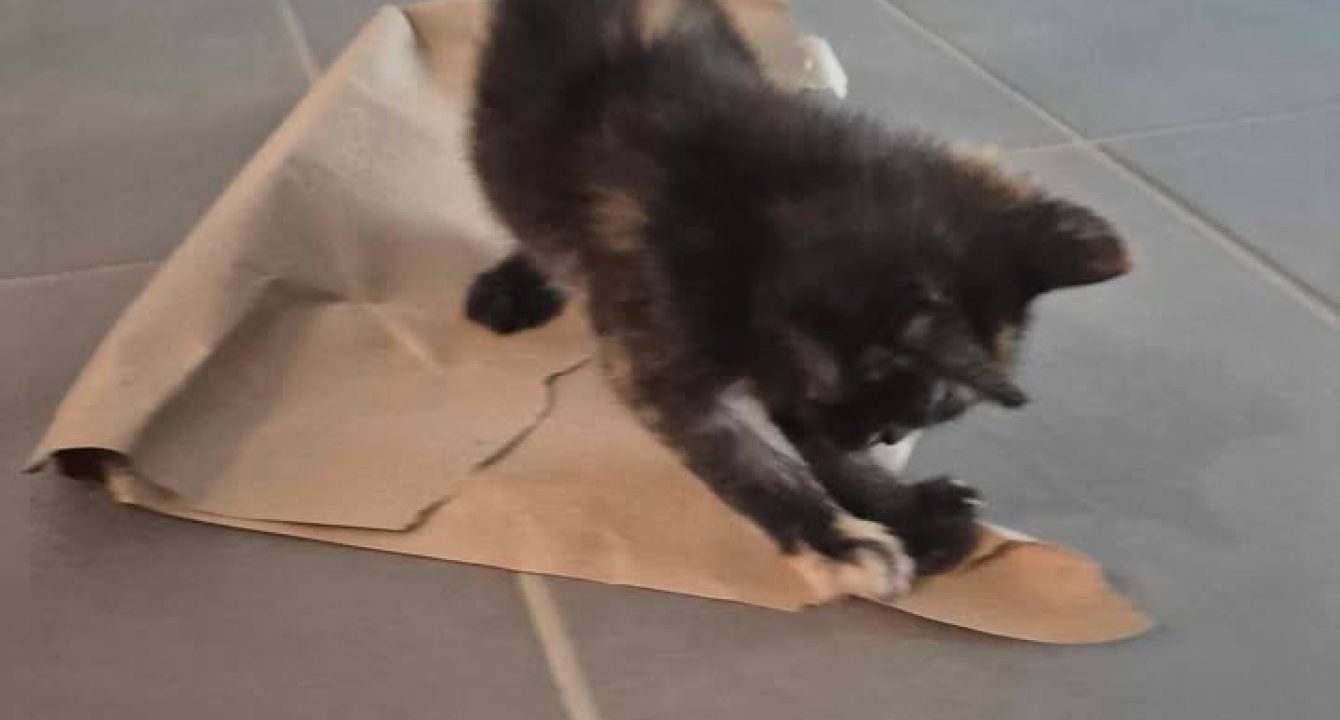Aby_chat_femelle_adoption_les_amis_d_ivar