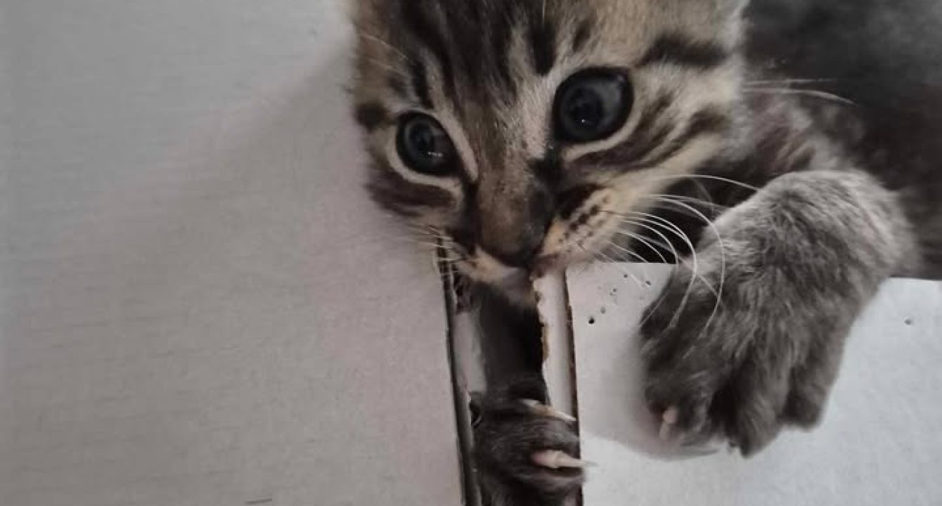 Aslo_chat_mâle_adoption_les_amis_d_ivar(1)