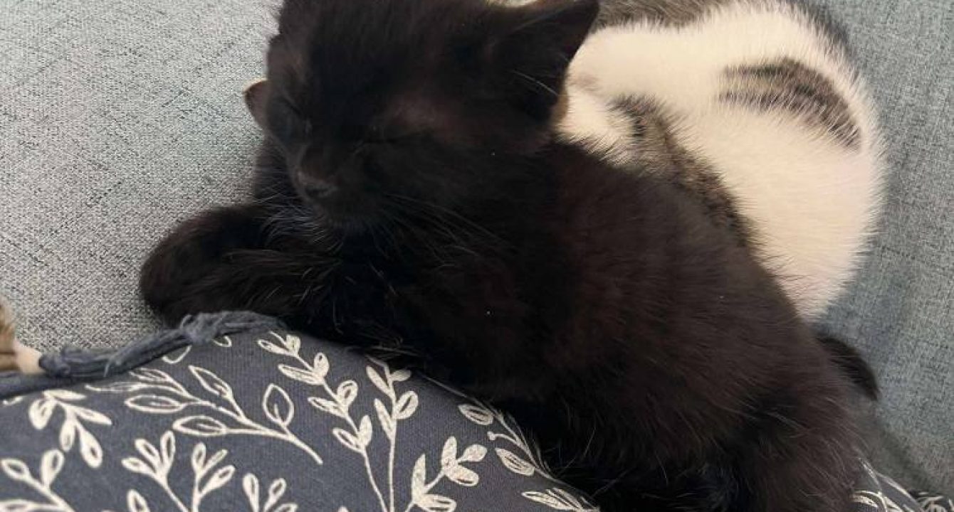 Max chaton de l'association les amis d'Ivar fait une sieste.