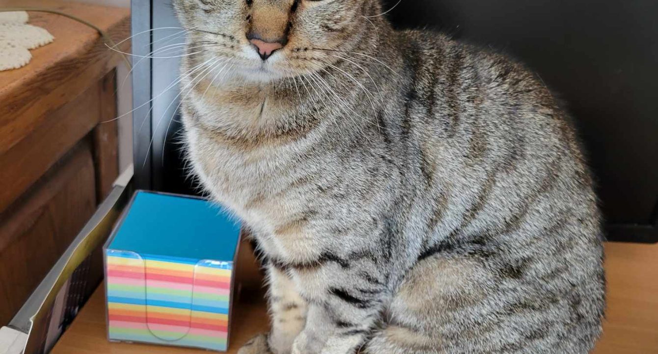 Nevada prend la pose.