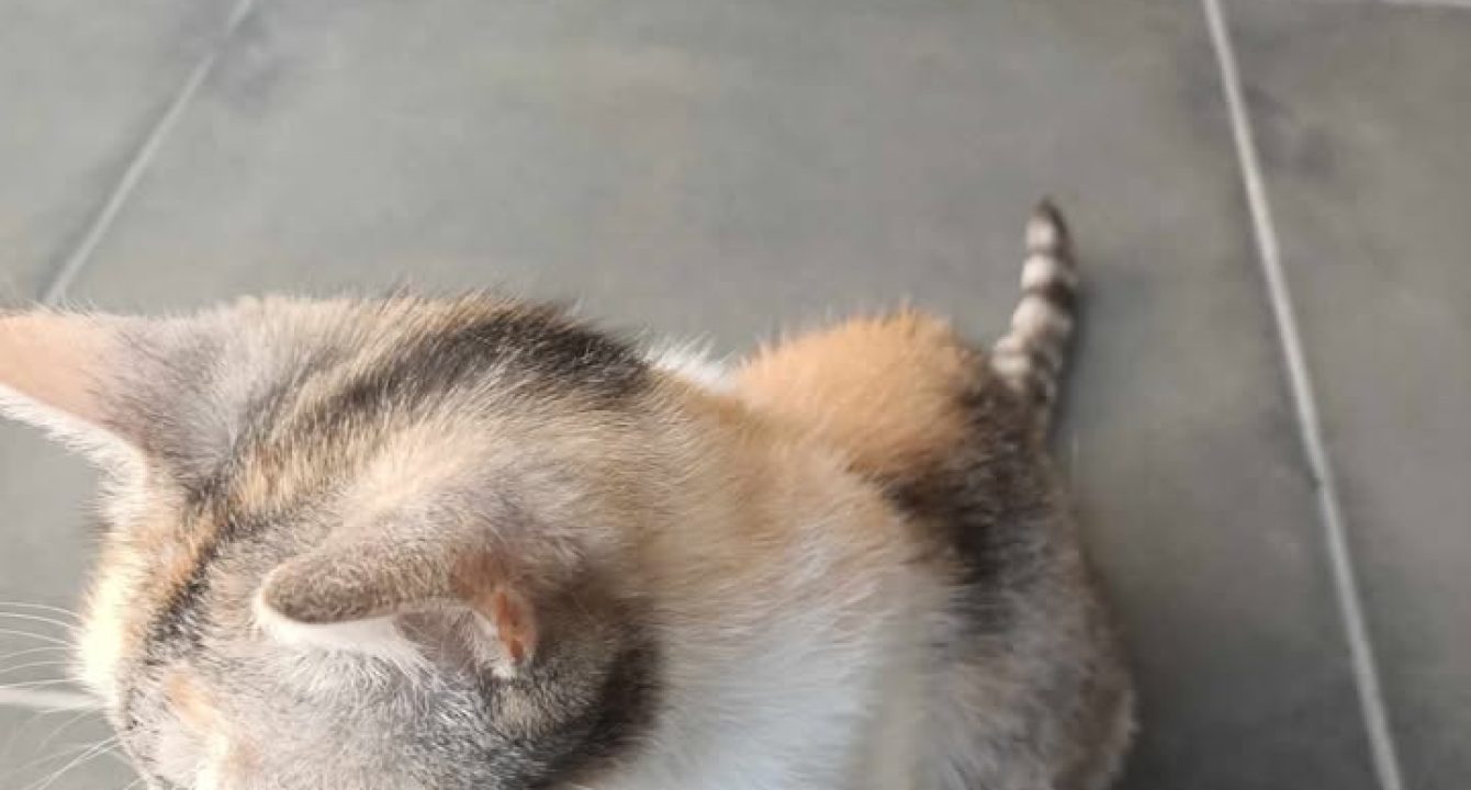 Clochette_chat_femelle_adoption_les_amis_d_ivar