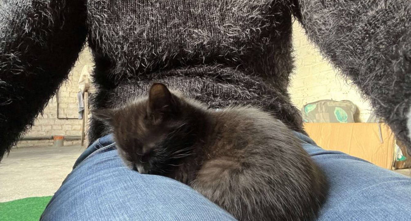 Max est un chaton à l'adoption proche de l'homme.