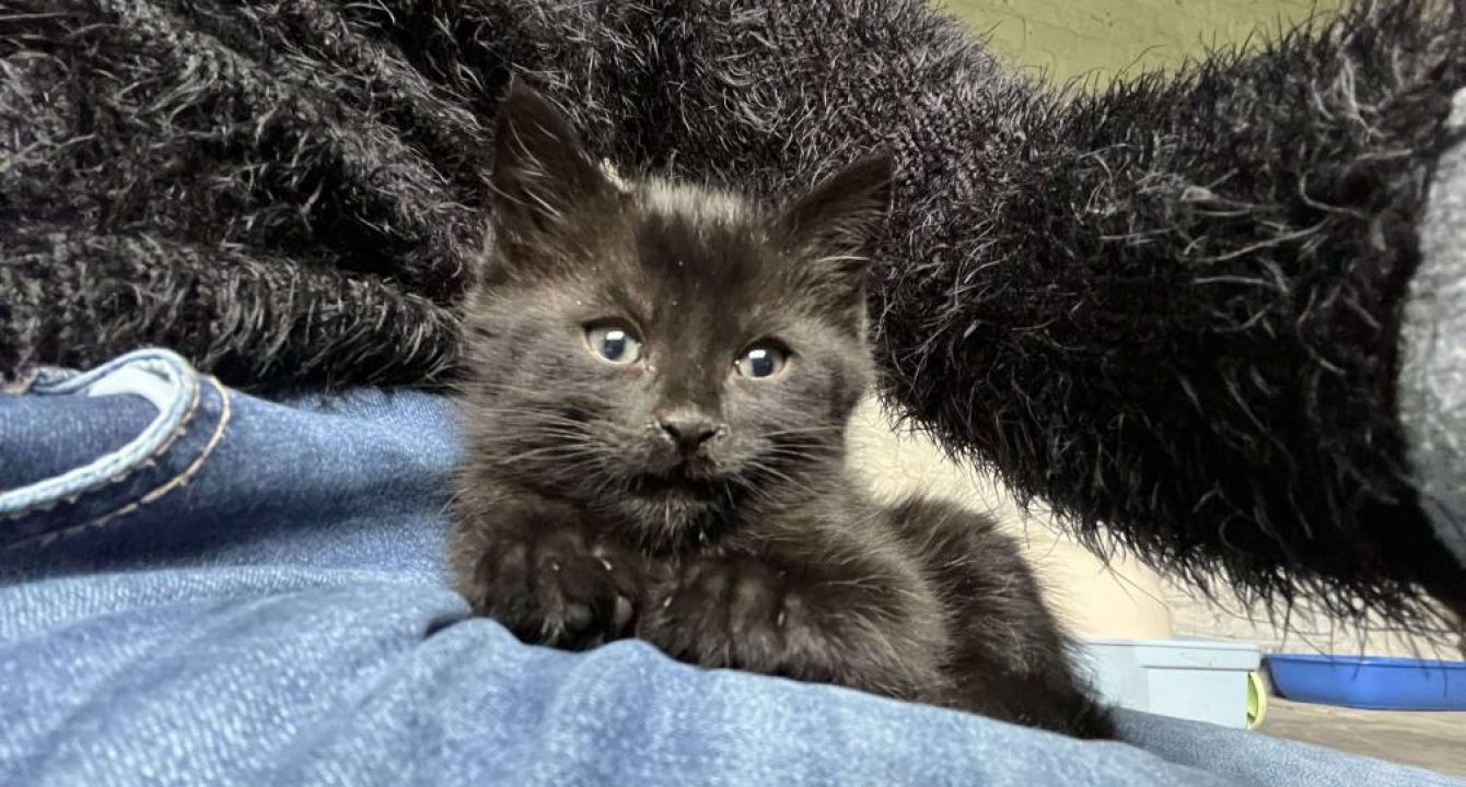 Max chaton de l'assocation les amis d'Ivar
