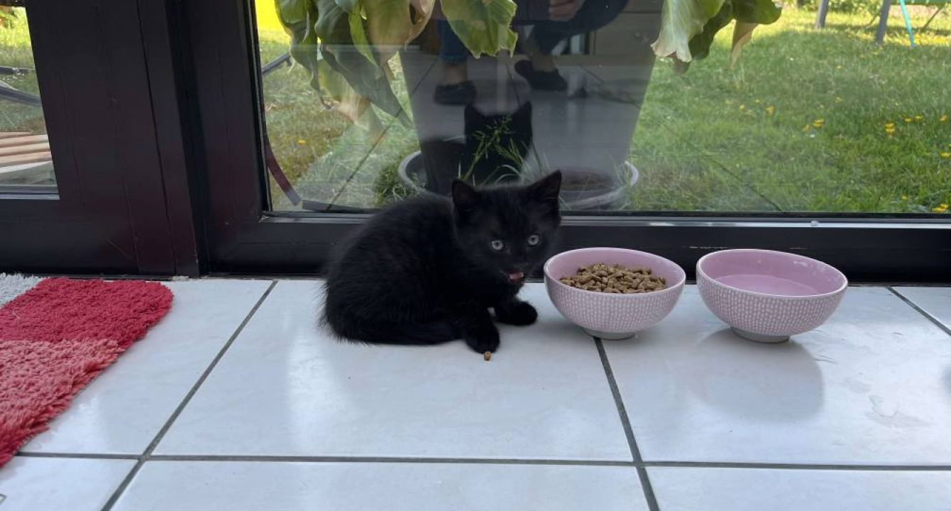 Max à l'adoption sous l'association les amis d'Ivar surveille ses croquettes.
