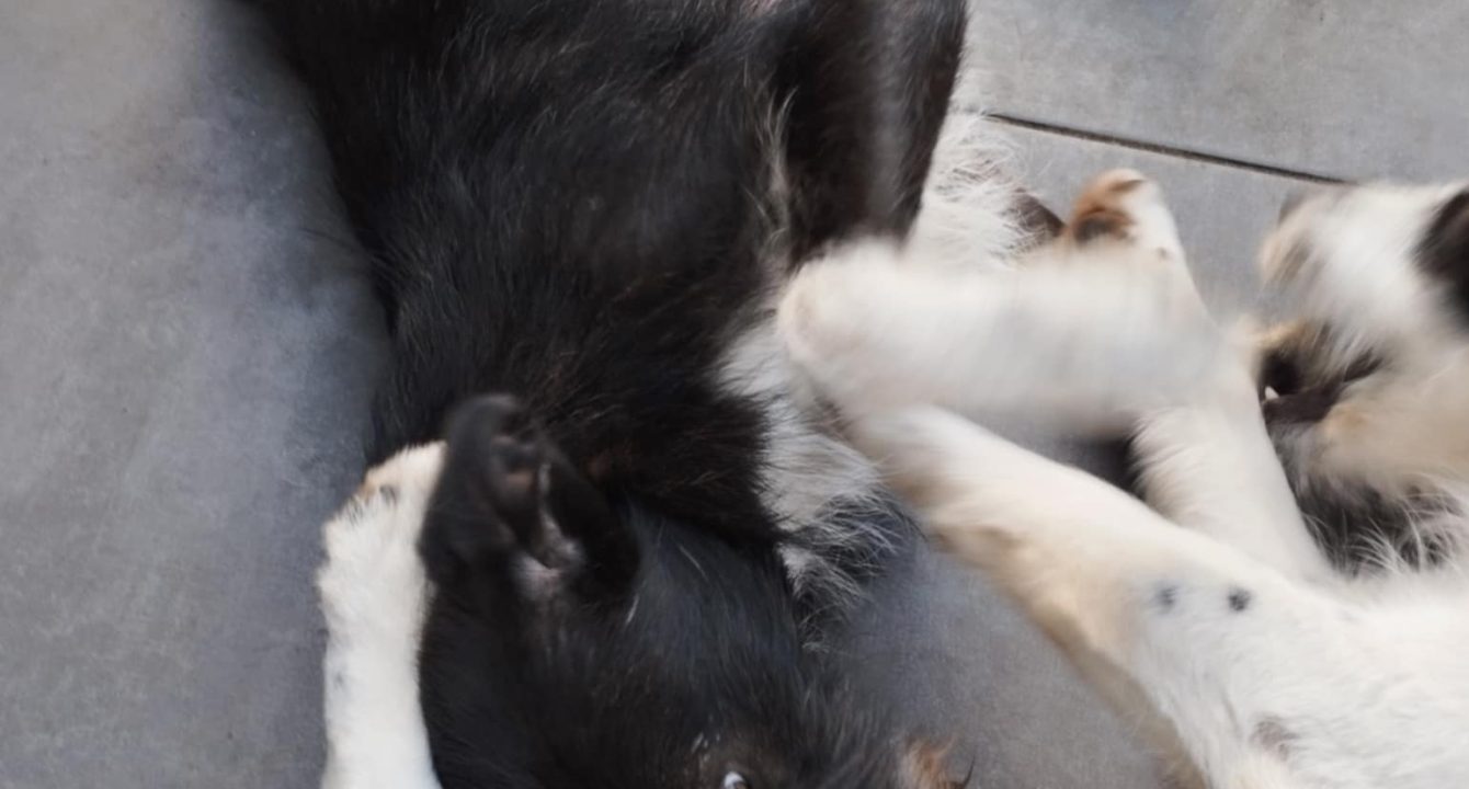 Savannah_Les_amis_D_Ivar_association_Chien_adoption