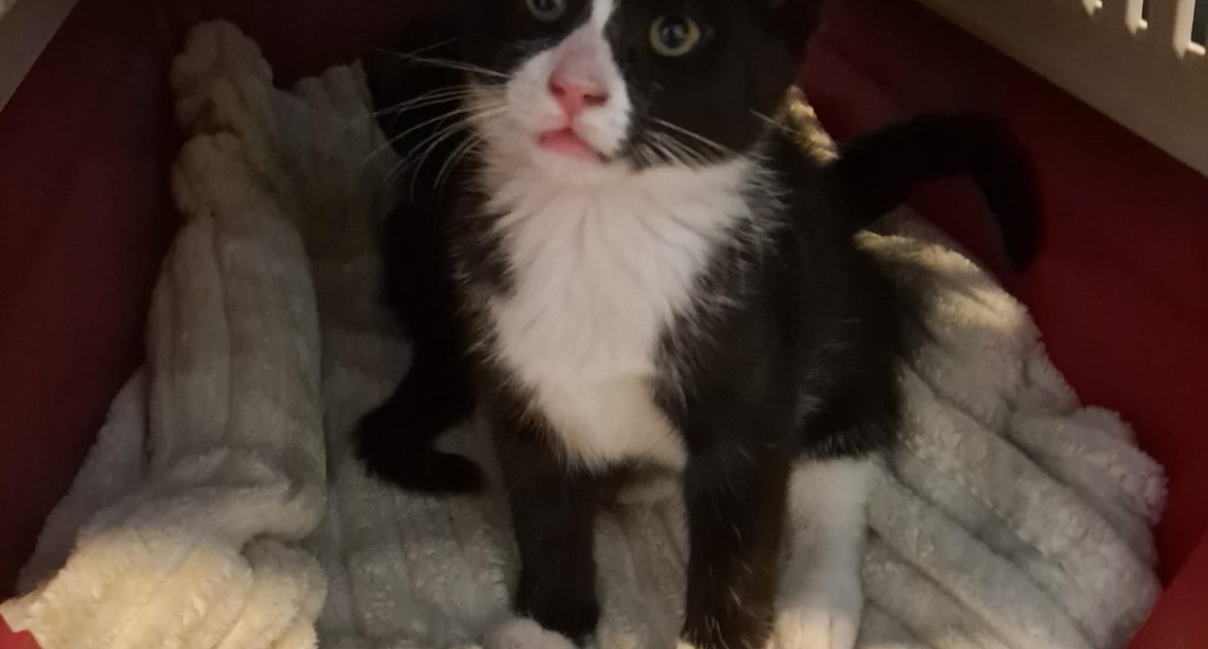 Atlas_chat_male_adoption_les_amis_d_ivar