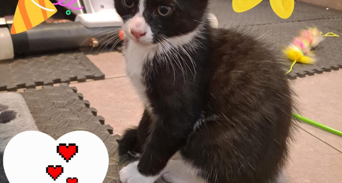 Atlas_chat_male_adoption_les_amis_d_ivar