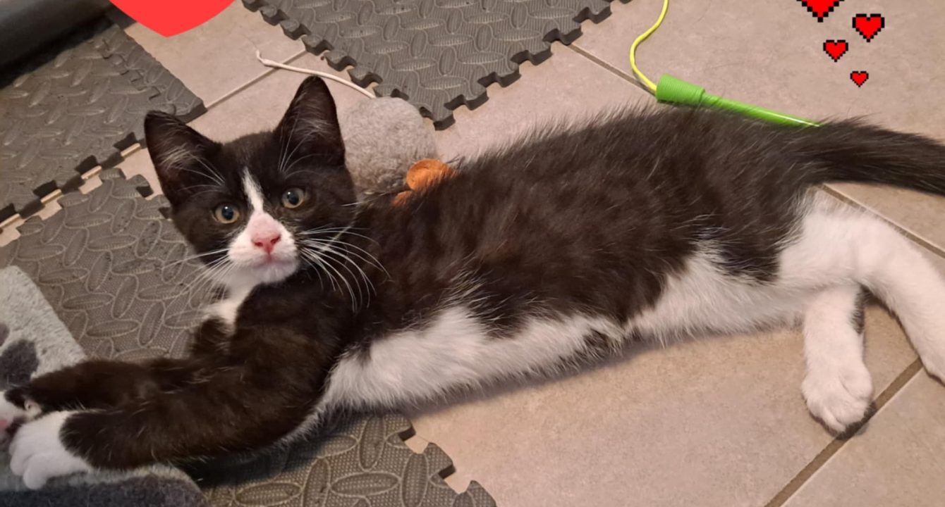 Atlas_chat_male_adoption_les_amis_d_ivar