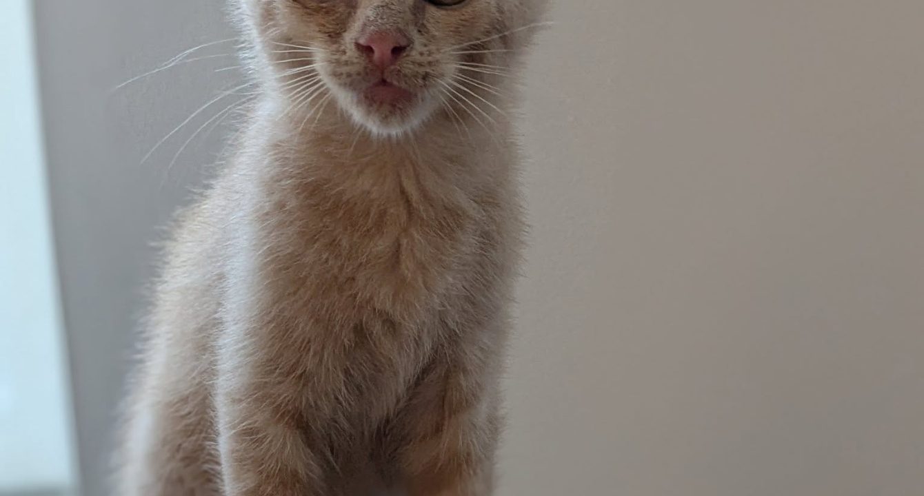 Nina, chatonne de 2 mois, rousse qui est assise sur un arbre à chat