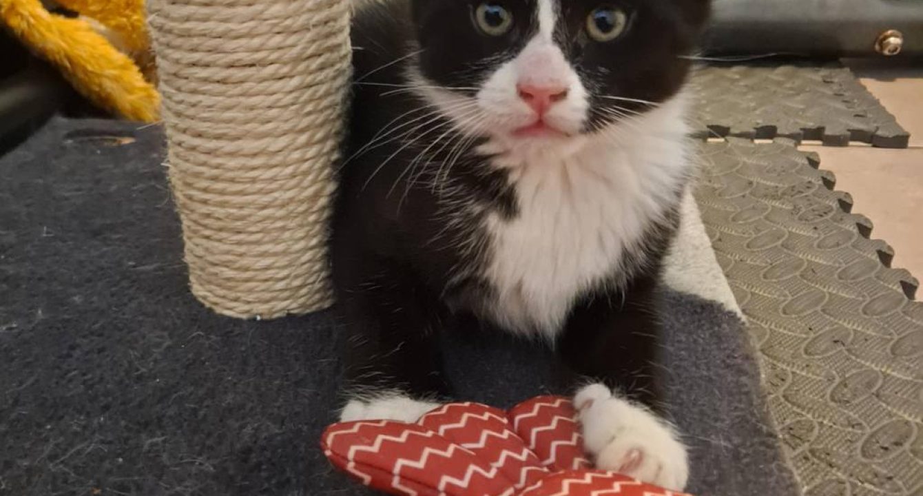 Atlas_chat_male_adoption_les_amis_d_ivar