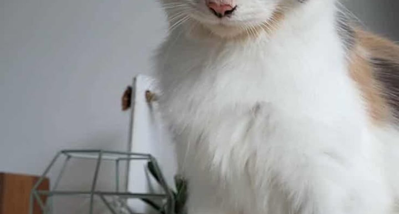 Princesse Elia_chat_femelle_adoption_les_amis_d_ivar