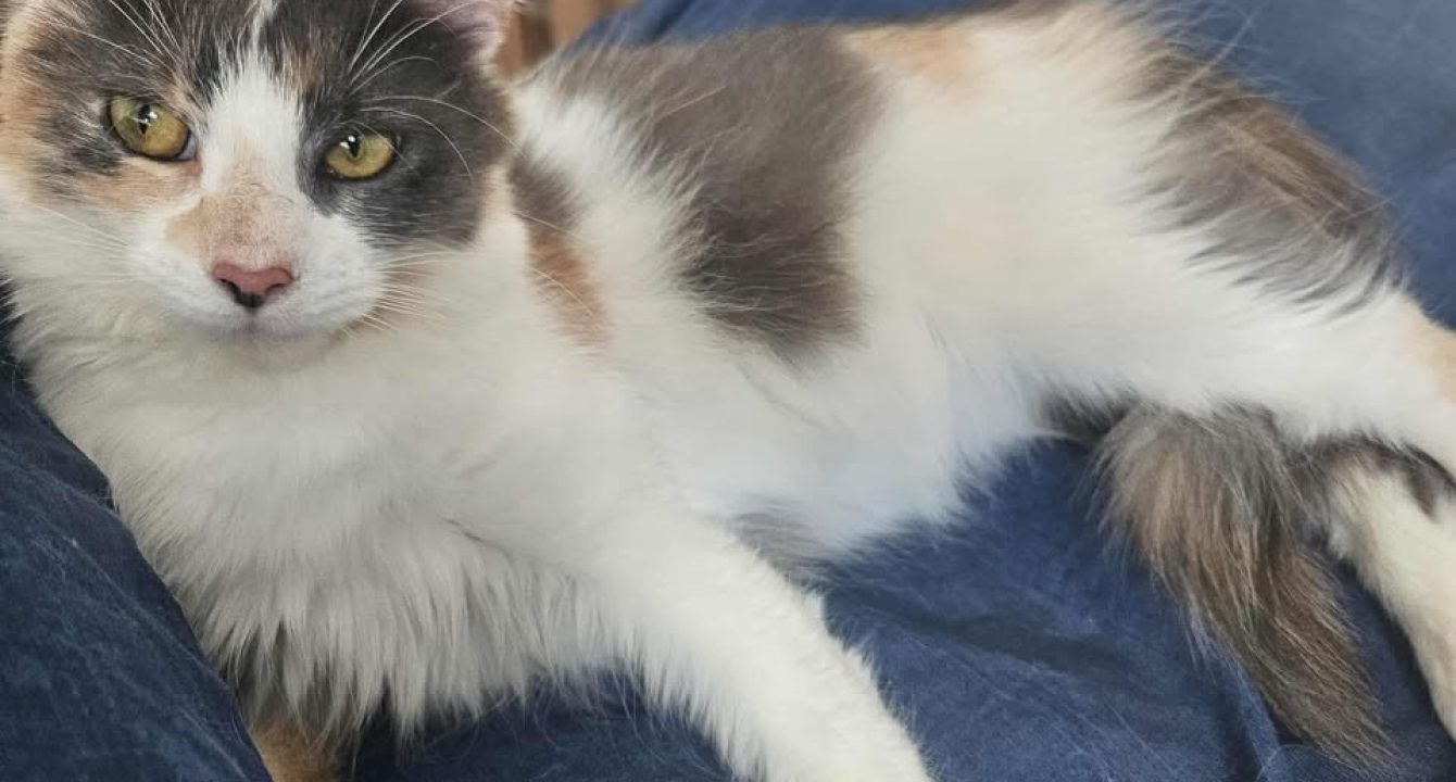 Princesse Elia_chat_femelle_adoption_les_amis_d_ivar