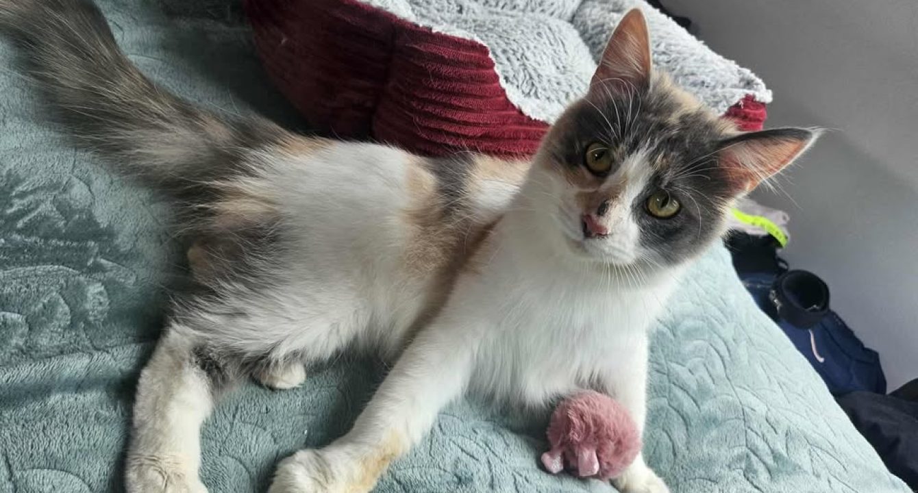 Princesse Elia_chat_femelle_adoption_les_amis_d_ivar
