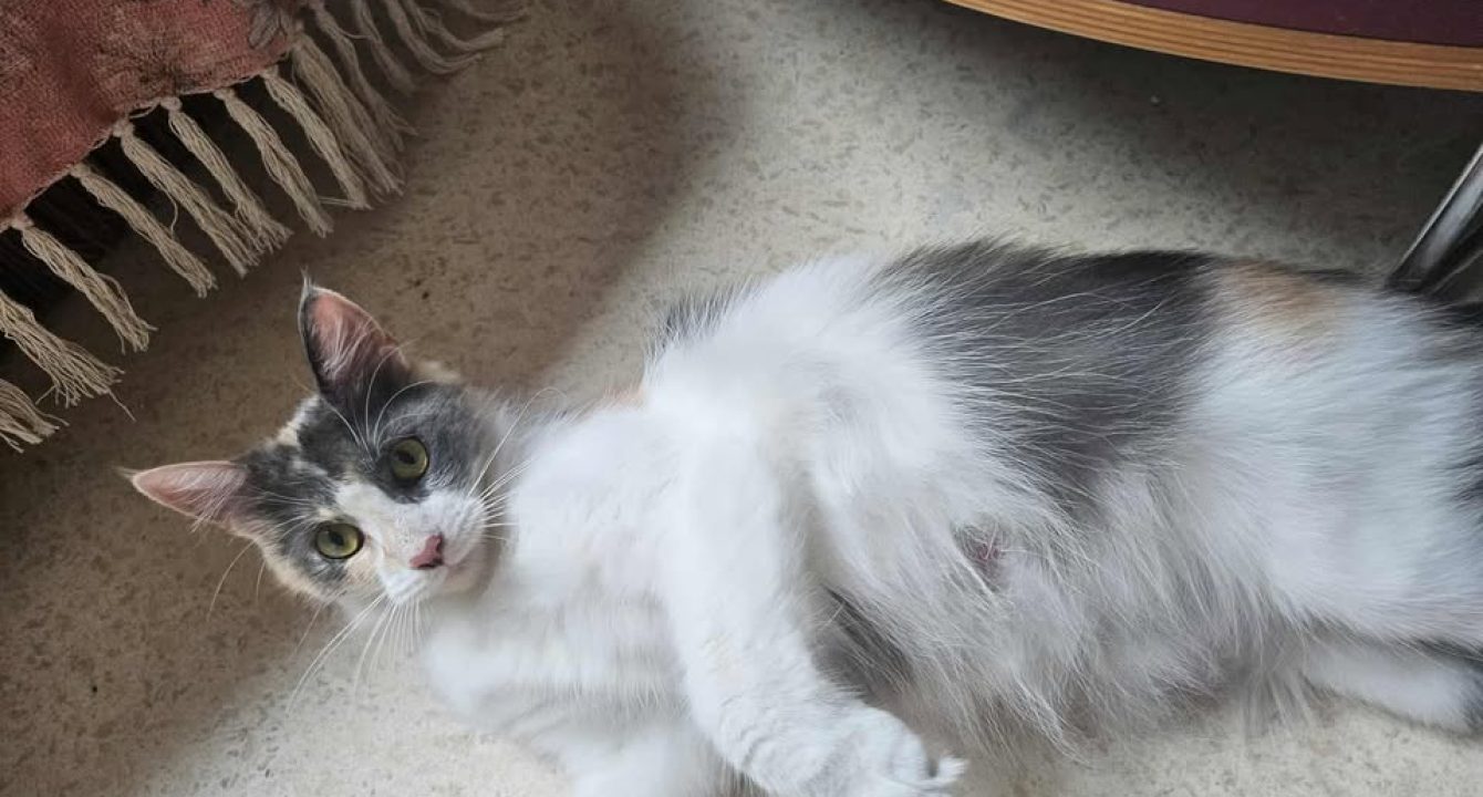 Princesse Elia_chat_femelle_adoption_les_amis_d_ivar