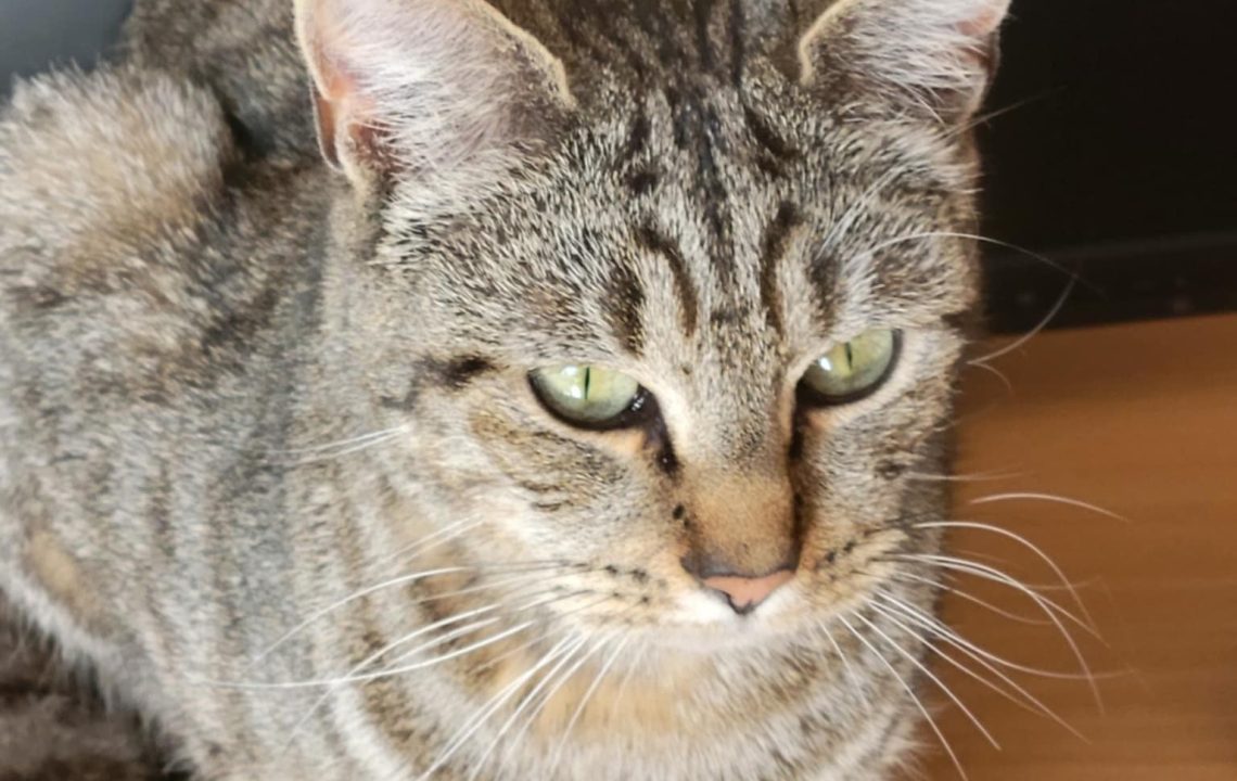 Chat tigré nommé Nevada, assis sur un bureau, regardant au loin.