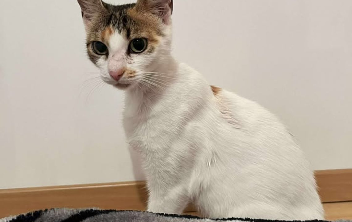 Arriet, chatte adulte à adopter à Fretin, assise calmement près d’une couverture zébrée.